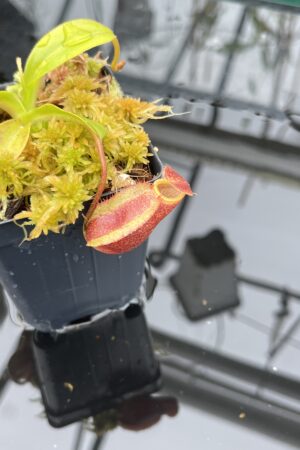 Close Up of Nepenthes undulatifolia x macrophylla | Andreas Wistuba | AW-ISC | H25955