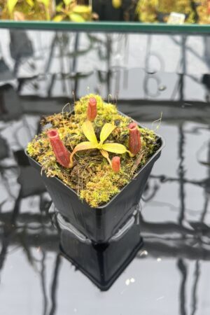Close Up of Nepenthes (veitchi x lowii) x edwardsiana | Florae | Clone 5 | Florae Collaborative | FC-122.05 | IN25916