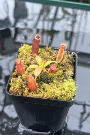 Close Up of Nepenthes (veitchi x lowii) x edwardsiana | Florae | Clone 5 | Florae Collaborative | FC-122.05 | IN25918