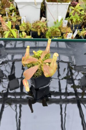 Close Up of Nepenthes veitchii Murud, Striped x 'Candy' | Florae | Florae Collaborative | FC-23.03 | IN25642