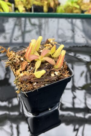 Close Up of Nepenthes veitchii Murud, Striped x 'Candy' | Florae | Florae Collaborative | FC-23.03 | IN25655
