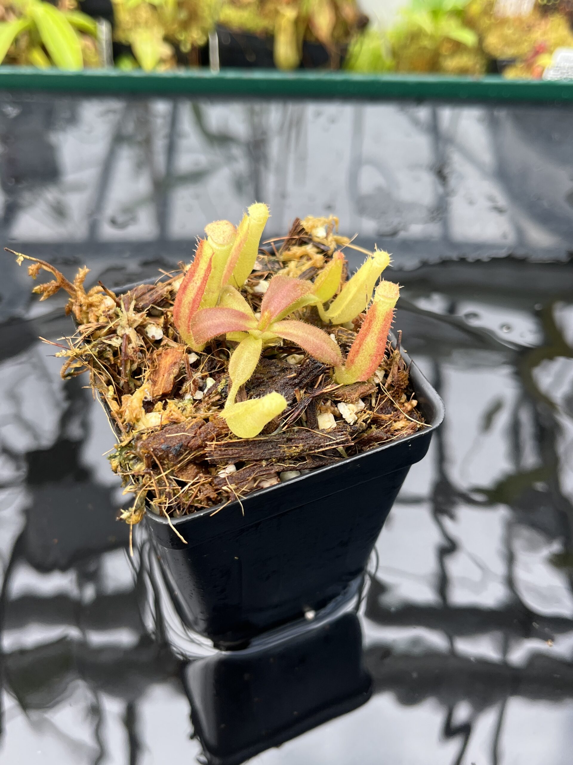 Close Up of Nepenthes veitchii Murud, Striped x 'Candy' | Florae | Florae Collaborative | FC-23.03 | IN25655