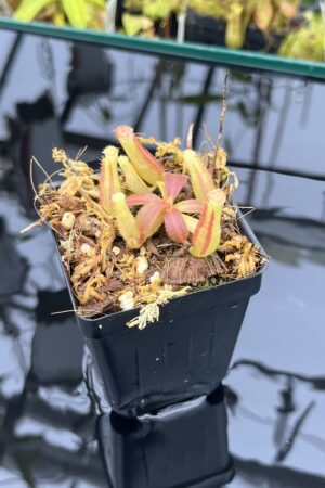 Close Up of Nepenthes veitchii Murud, Striped x 'Candy' | Florae | Florae Collaborative | FC-23.03 | IN25817