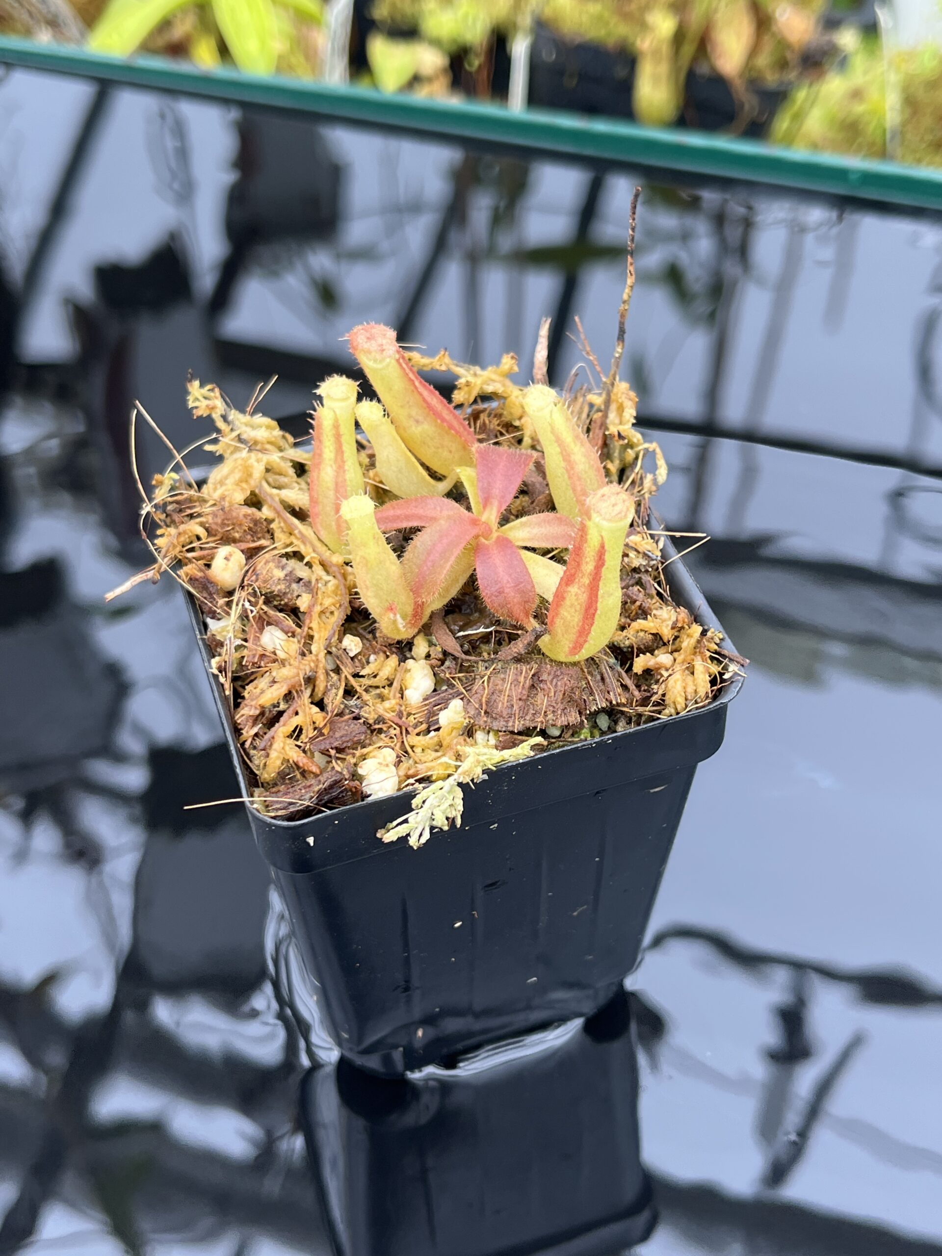 Close Up of Nepenthes veitchii Murud, Striped x 'Candy' | Florae | Florae Collaborative | FC-23.03 | IN25817