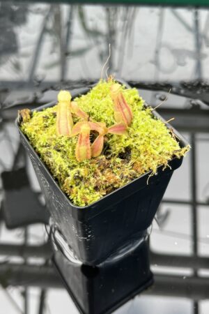 Close Up of Nepenthes veitchii (Murud striped x 'Candy') x veitchii BE-3734 | XB | Florae | Xander Brown | XB-510 | IN25656