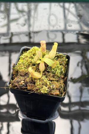 Close Up of Nepenthes veitchii (Murud striped x 'Candy') x veitchii BE-3734 | XB | Florae | Xander Brown | XB-510 | IN25668