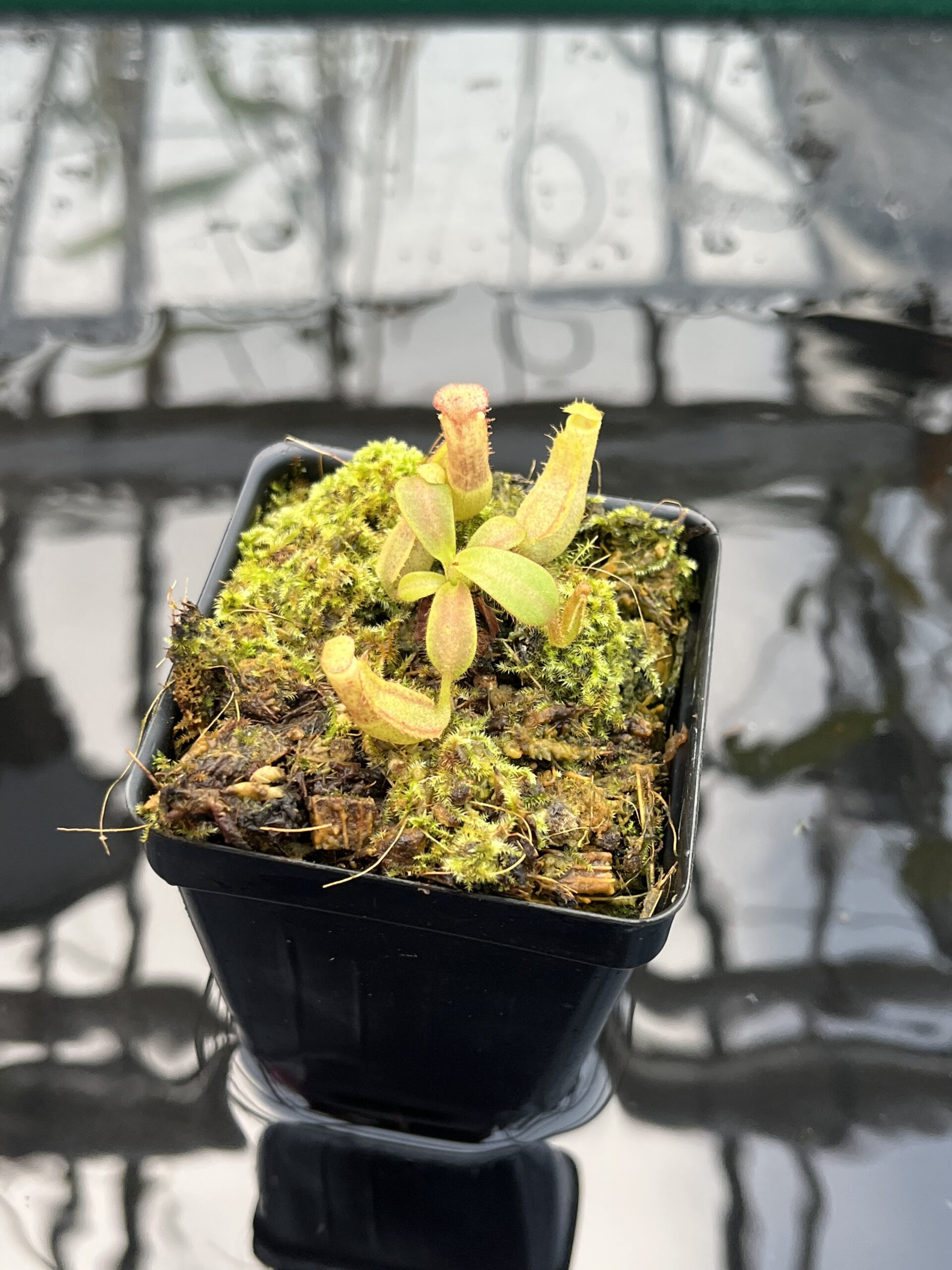 Close Up of Nepenthes veitchii (Murud striped x 'Candy') x veitchii BE-3734 | XB | Florae | Xander Brown | XB-510 | IN25668