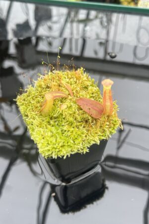 Close Up of Nepenthes veitchii (Murud striped x 'Candy') x veitchii BE-3734 | XB | Florae | Xander Brown | XB-510 | IN25917