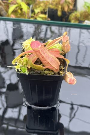 Close Up of Nepenthes (veitchii x boschiana) x (veitchii x boschiana) | JH | Florae | Jeremiah Harris | JH-386 | IN25921