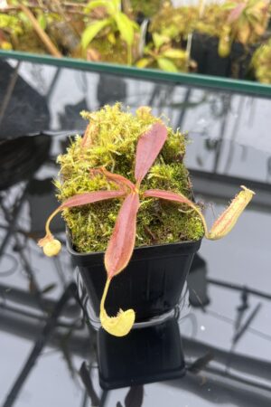 Close Up of Nepenthes (veitchii x burbidgeae) x platychila | Florae Collaborative | | IN25912