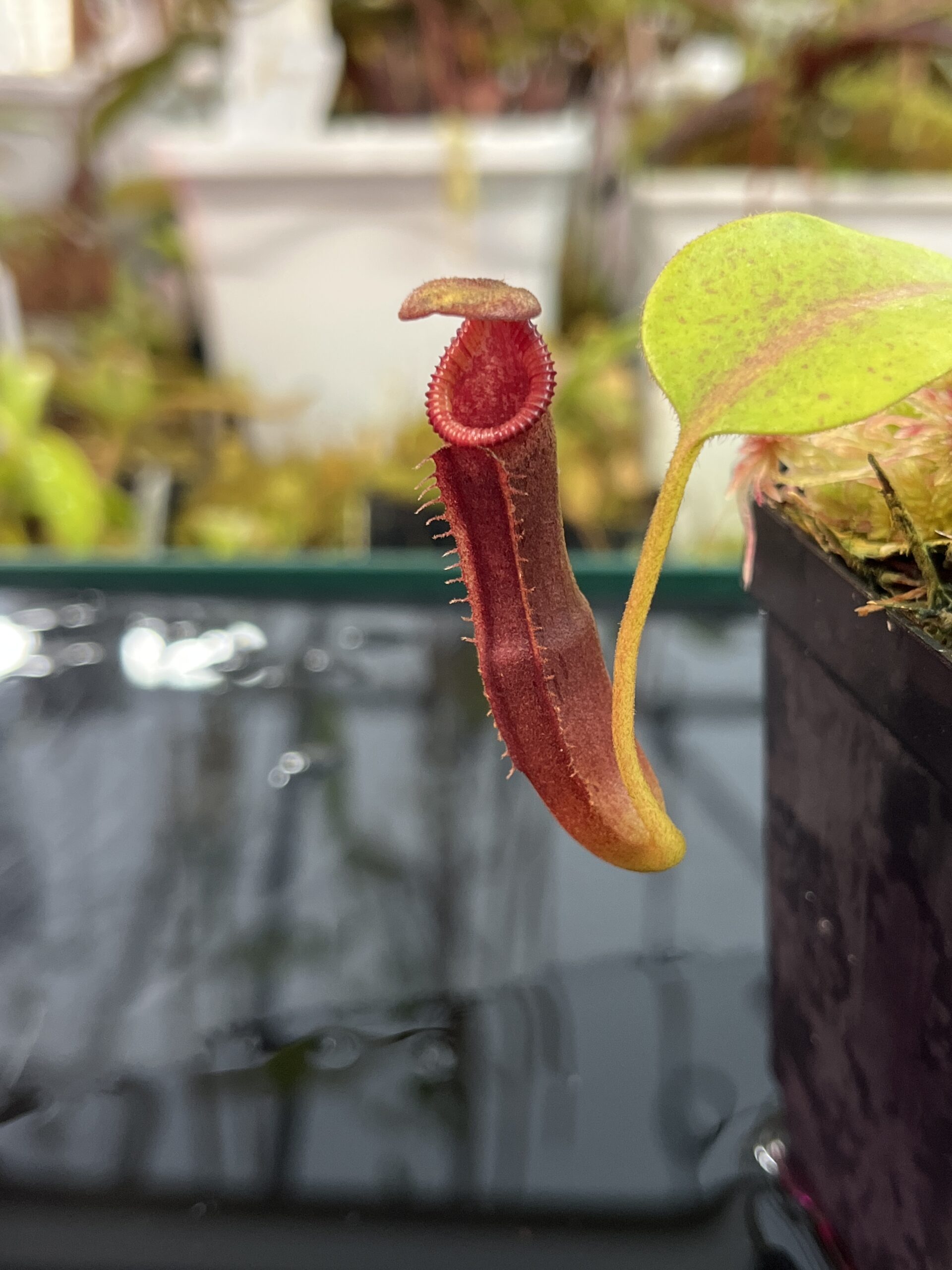 Close Up of Nepenthes (veitchii x lowii ) #14 BE x edwardsiana | JH | Seed Grown | Jeremiah Harris | JH-492 | IN25774
