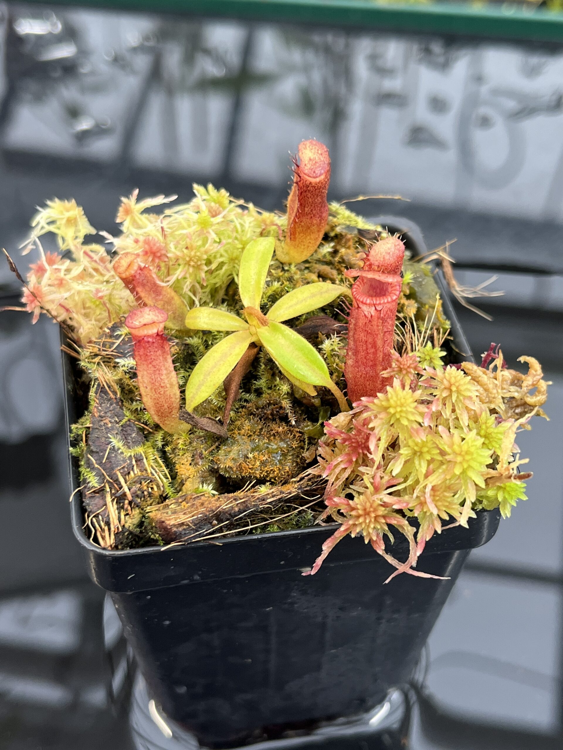 Close Up of Nepenthes (veitchii x lowii) x edwardsiana | Florae Collaborative | FC-122.01 | H25771