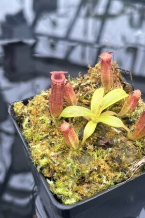 Close Up of Nepenthes (veitchii x lowii) x edwardsiana | Florae Collaborative | FC-122.01 | H25914