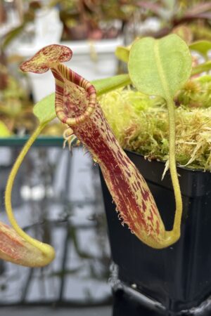 Close Up of Nepenthes (veitchii x lowii) x platychila | Borneo Exotics | BE-3920 | IN25808