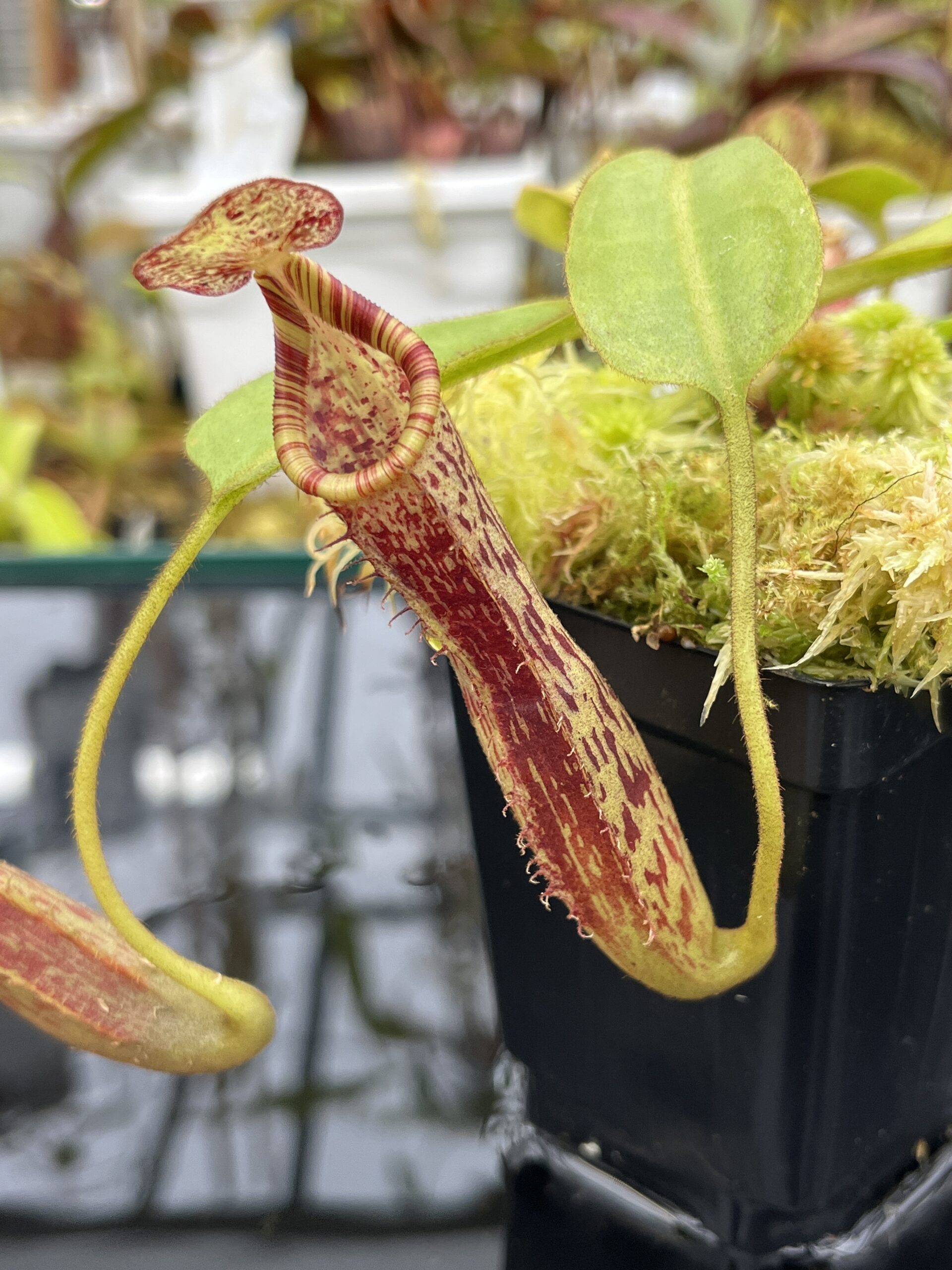 Close Up of Nepenthes (veitchii x lowii) x platychila | Borneo Exotics | BE-3920 | IN25808