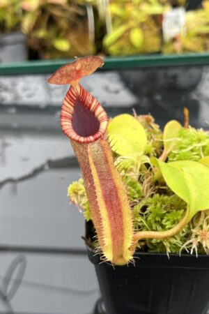 Close Up of Nepenthes (veitchii x lowii) x robcantleyi | Borneo Exotics | BE-4602 | IN25850