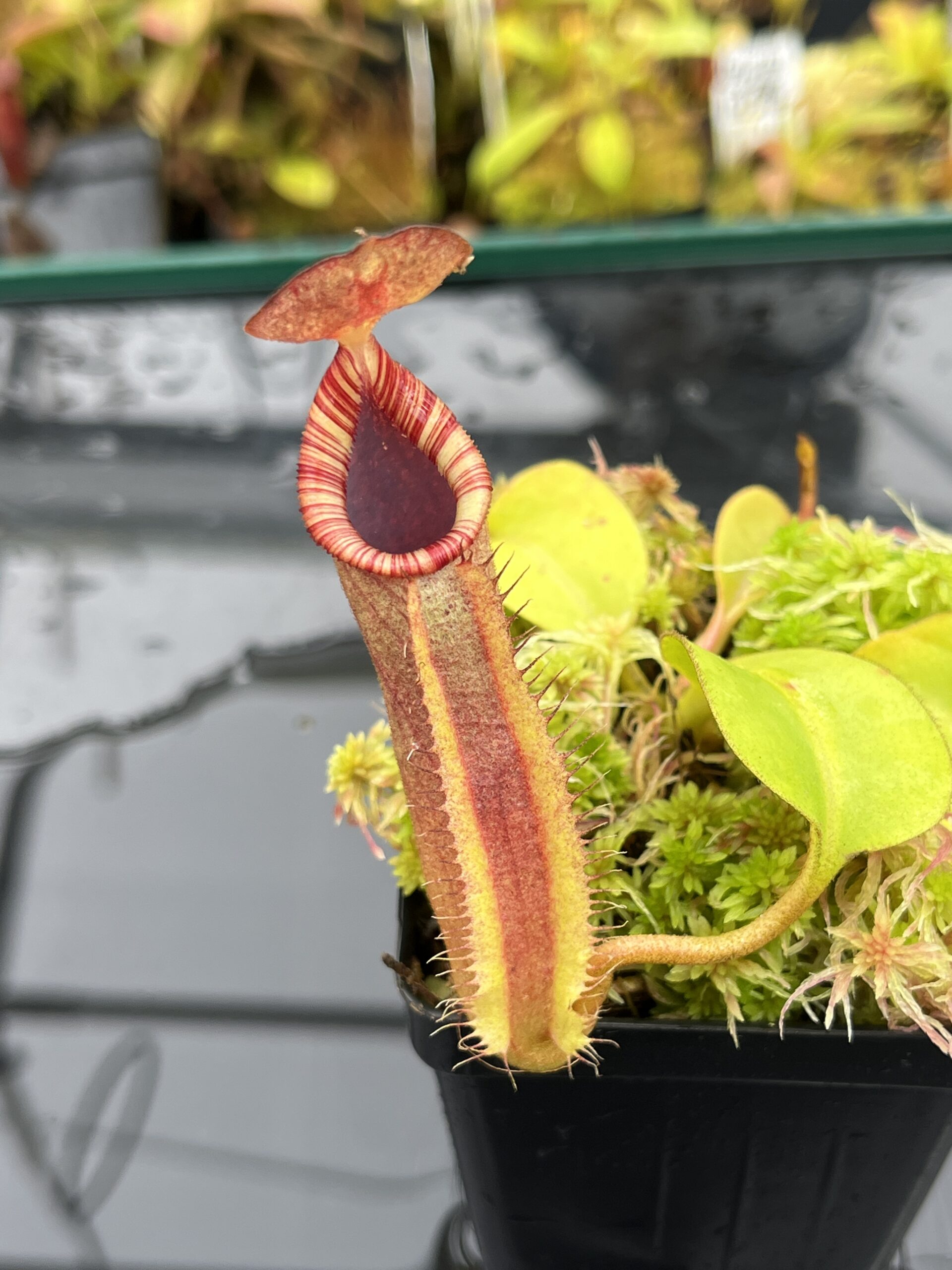 Close Up of Nepenthes (veitchii x lowii) x robcantleyi | Borneo Exotics | BE-4602 | IN25850