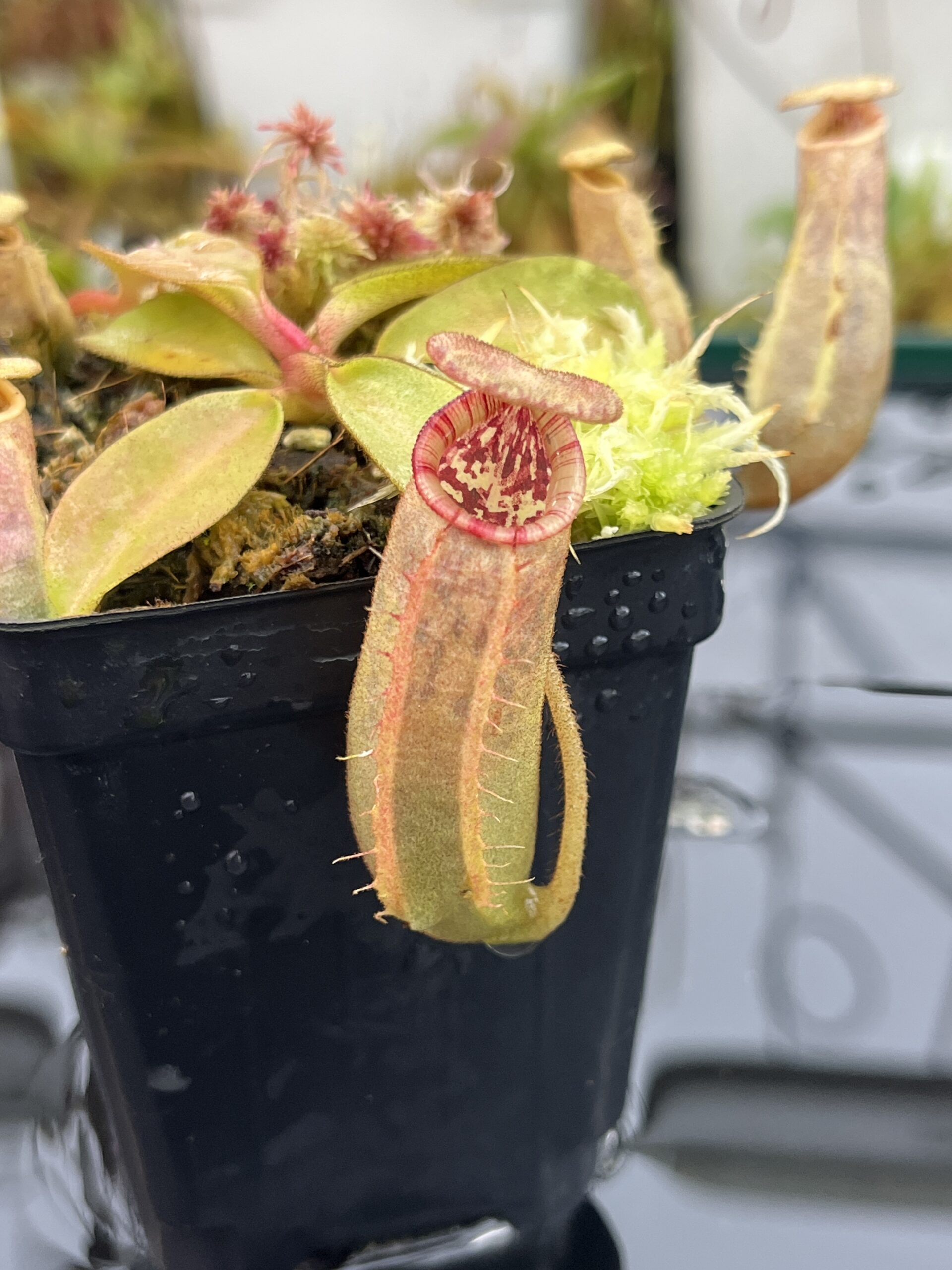 Close Up of Nepenthes (veitchii x lowii) x (spathulata x campanulata) | Florae | Clone 3 | Florae Collaborative | FC-208.03 | IN25770