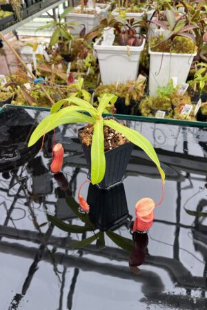 Close Up of Nepenthes ventricosa | Borneo Exotics | BE-3771 | IN25903