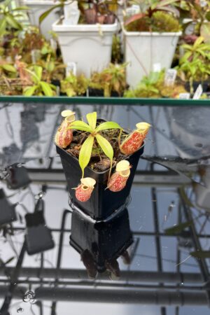Close Up of Nepenthes ventricosa x rafflesiana | Borneo Exotics | BE-3733 | IN25661