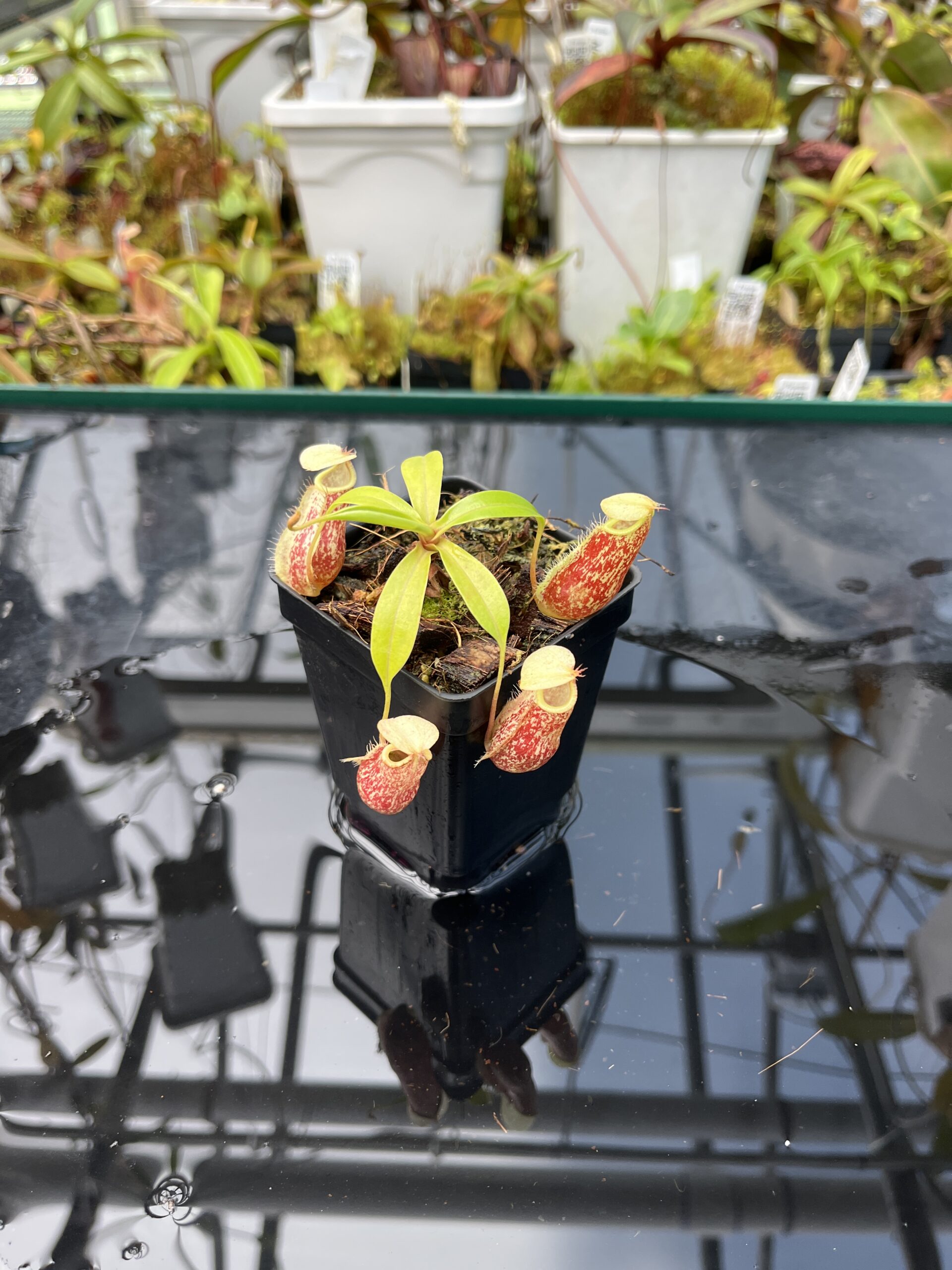 Close Up of Nepenthes ventricosa x rafflesiana | Borneo Exotics | BE-3733 | IN25661