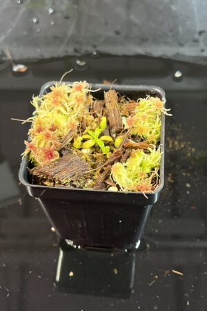 Close Up of Nepenthes villosa | G. Kinabalu | Florae Collaborative | FC-216 | H25740