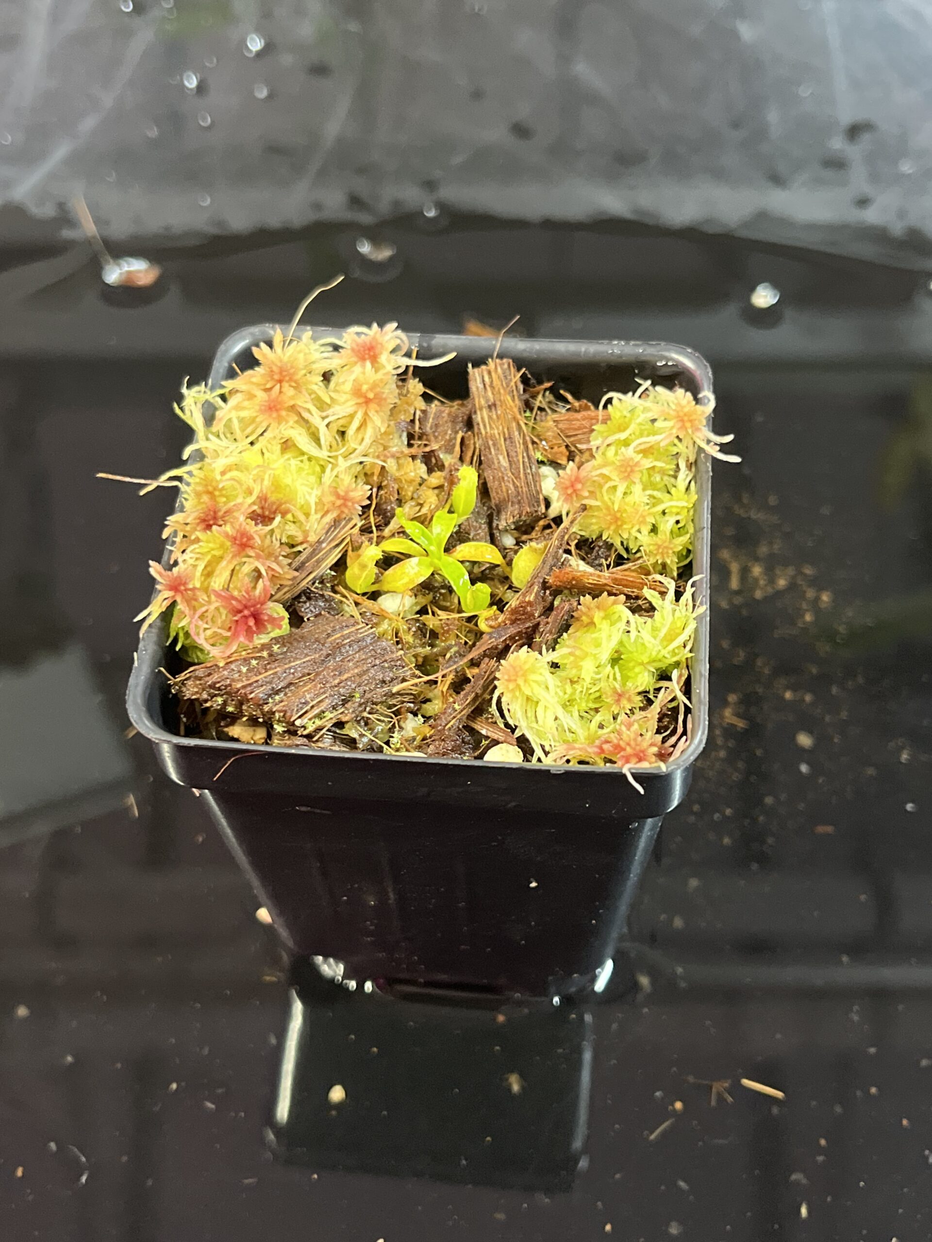 Close Up of Nepenthes villosa | G. Kinabalu | Florae Collaborative | FC-216 | H25740