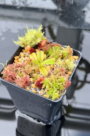 Close Up of Nepenthes villosa (Mt. Kinabalu, Borneo) | Andreas Wistuba | AW-09 | H25872