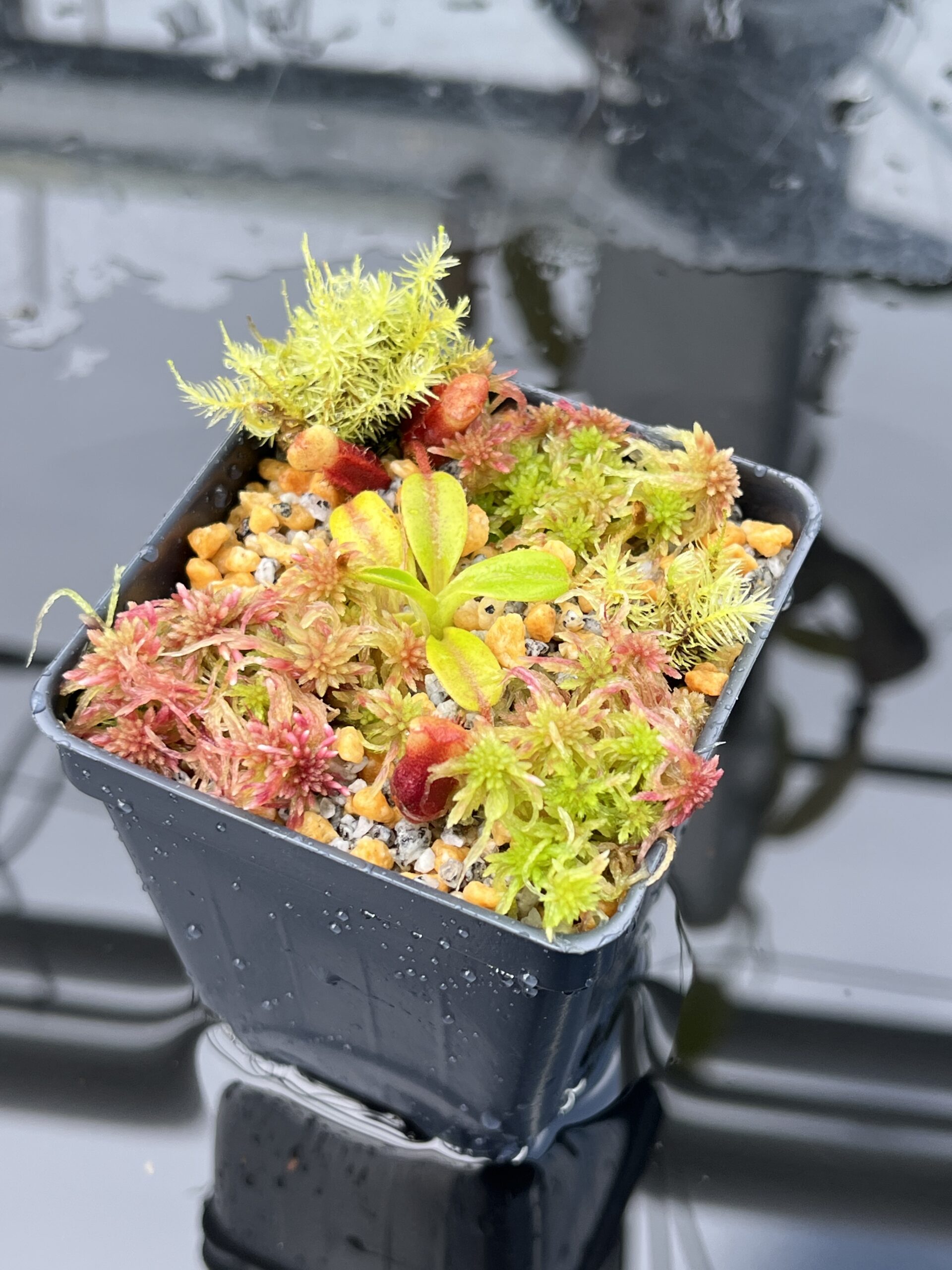 Close Up of Nepenthes villosa (Mt. Kinabalu, Borneo) | Andreas Wistuba | AW-09 | H25872