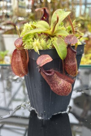Close Up of Nepenthes villosa x hamata | Borneo Exotics | BE-4099 | H25865