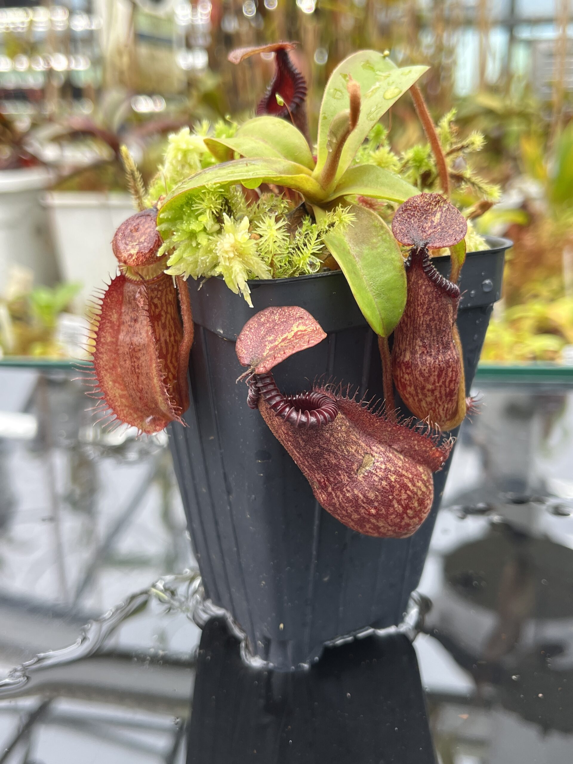 Close Up of Nepenthes villosa x hamata | Borneo Exotics | BE-4099 | H25865