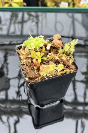 Close Up of Nepenthes villosa x lowii | Jeremiah Harris | JH-326.04 | H25941