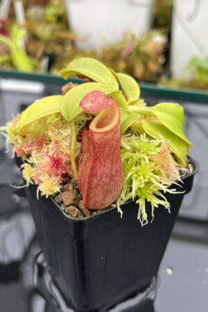 Close Up of Nepenthes villosa x veitchii | Borneo Exotics | BE-4016 | IN25814