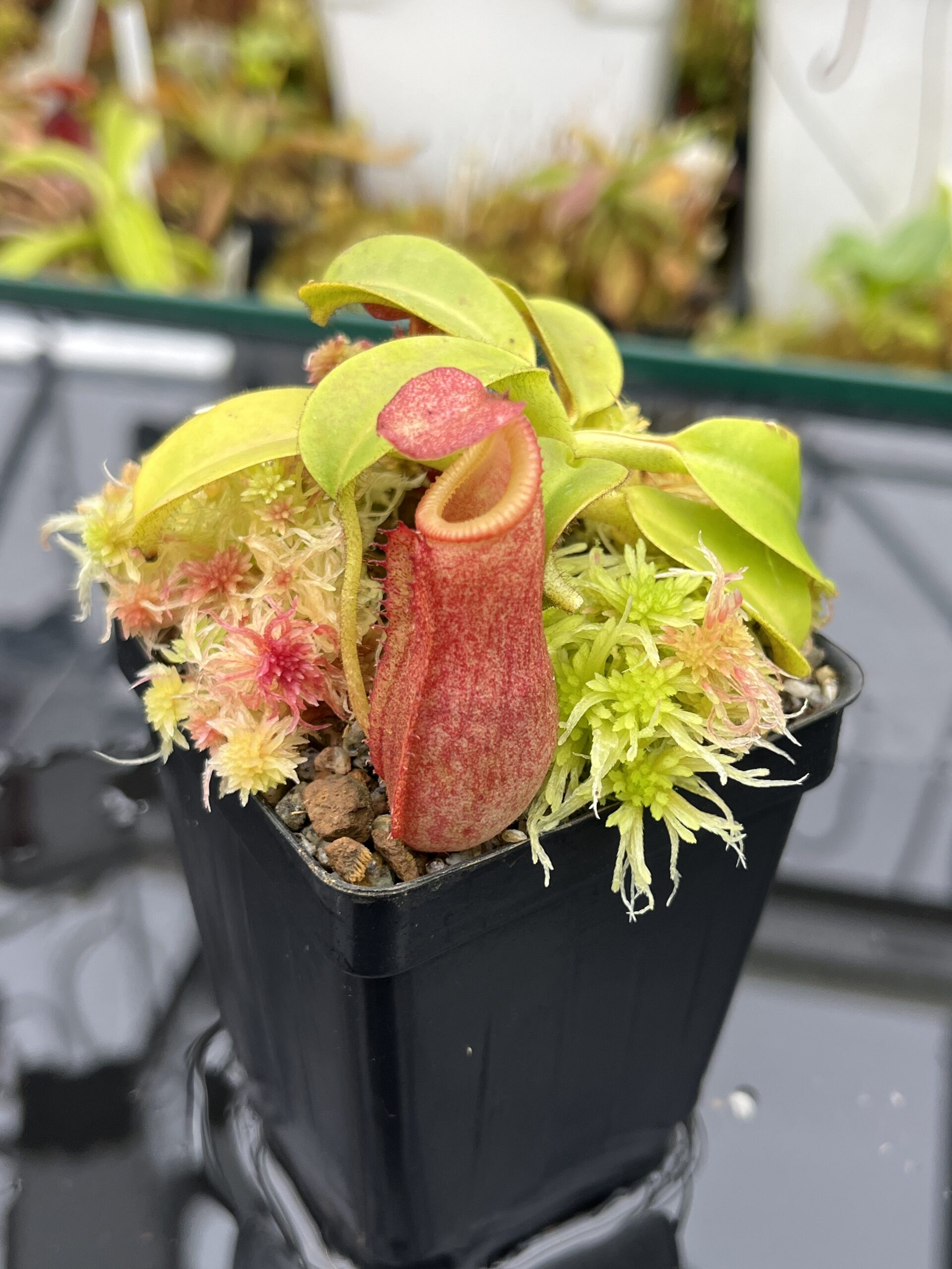 Close Up of Nepenthes villosa x veitchii | Borneo Exotics | BE-4016 | IN25814