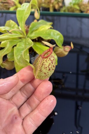 Close Up of Nepenthes x hookeriana | Florae Collaborative | FC-116 | L25728
