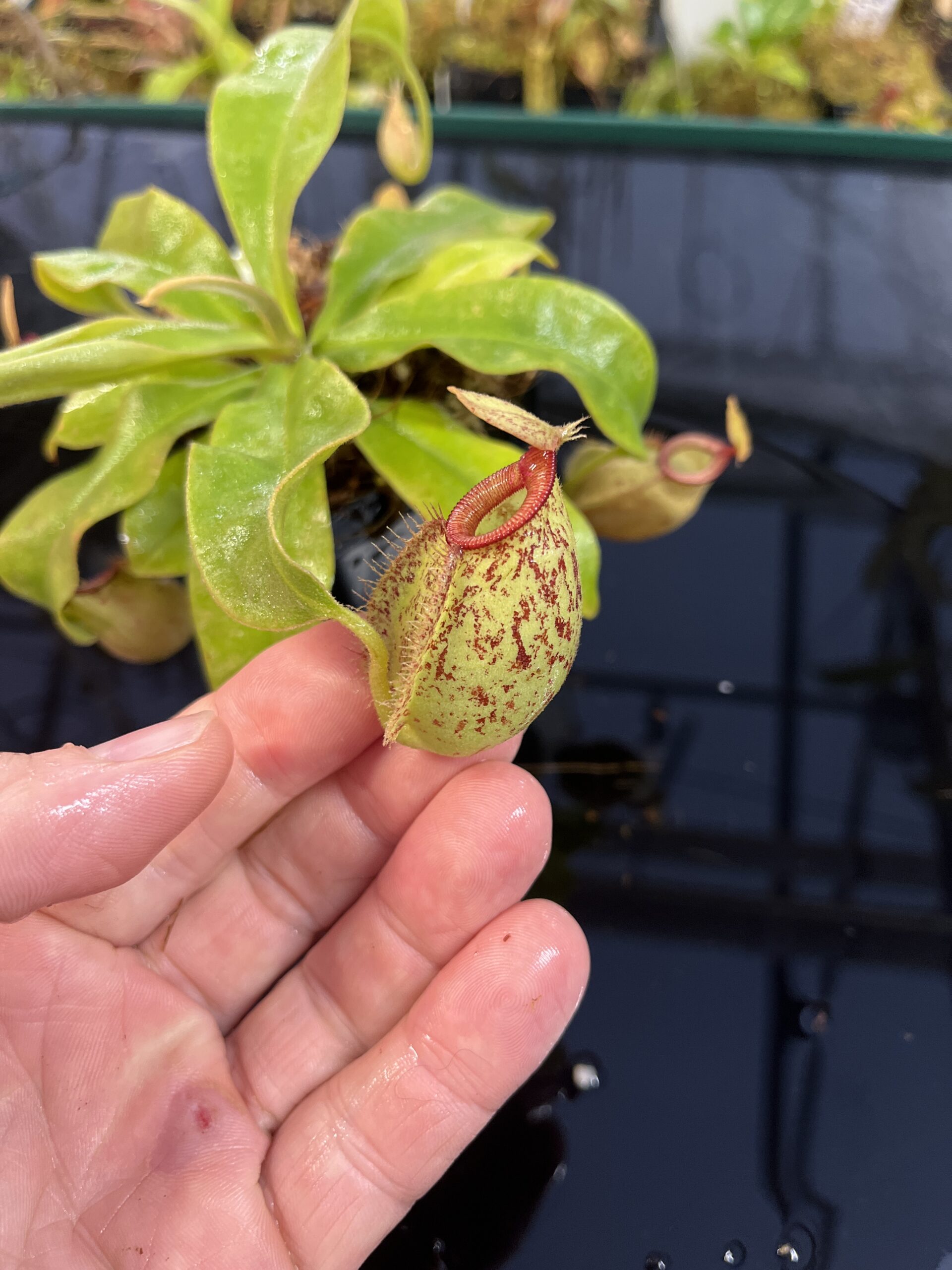 Close Up of Nepenthes x hookeriana | Florae Collaborative | FC-116 | L25728
