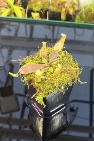 Close Up of Nepenthes xhookeriana | Florae Collaborative | FC-198.01 | L25723