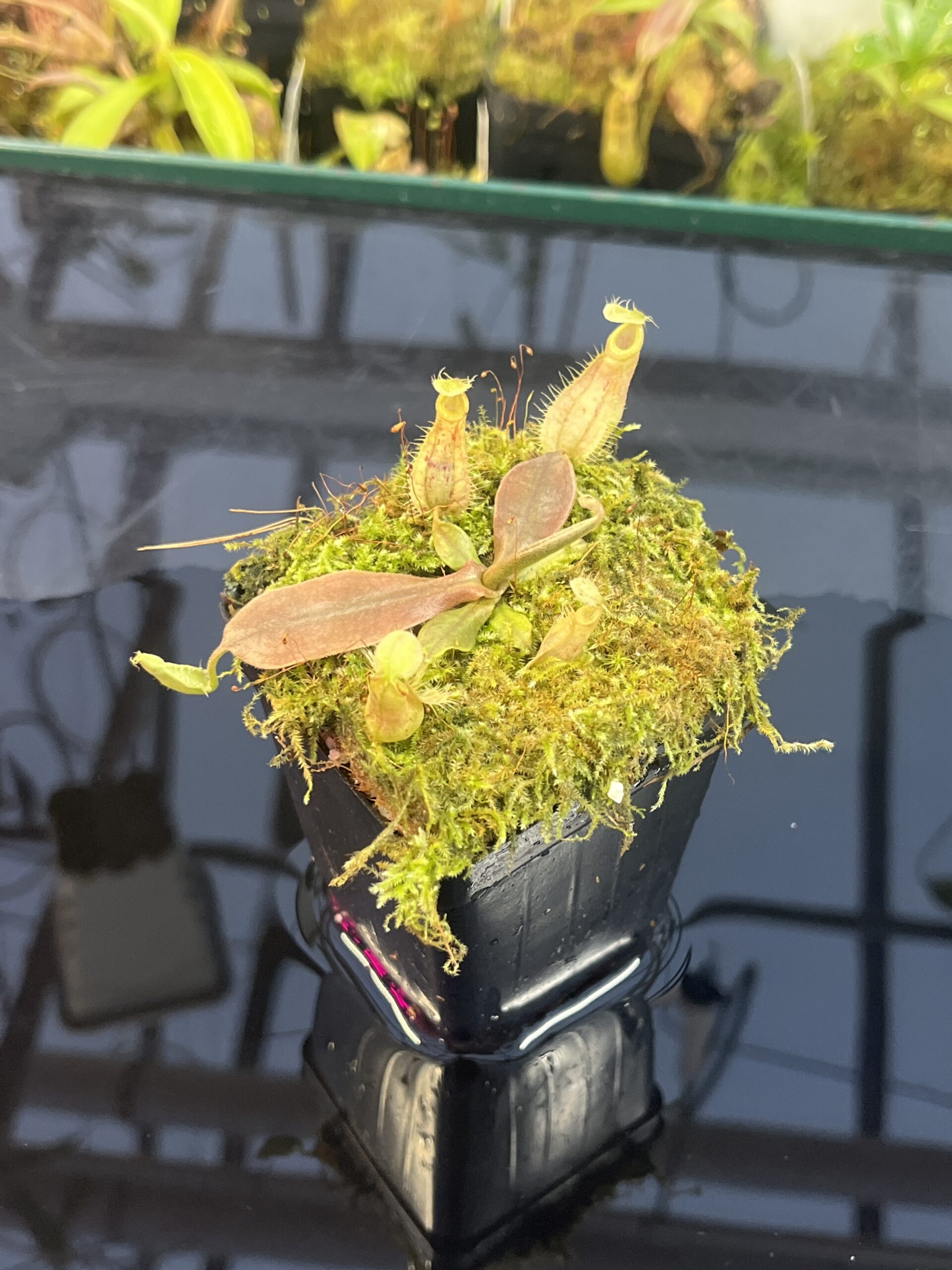 Close Up of Nepenthes xhookeriana | Florae Collaborative | FC-198.01 | L25723