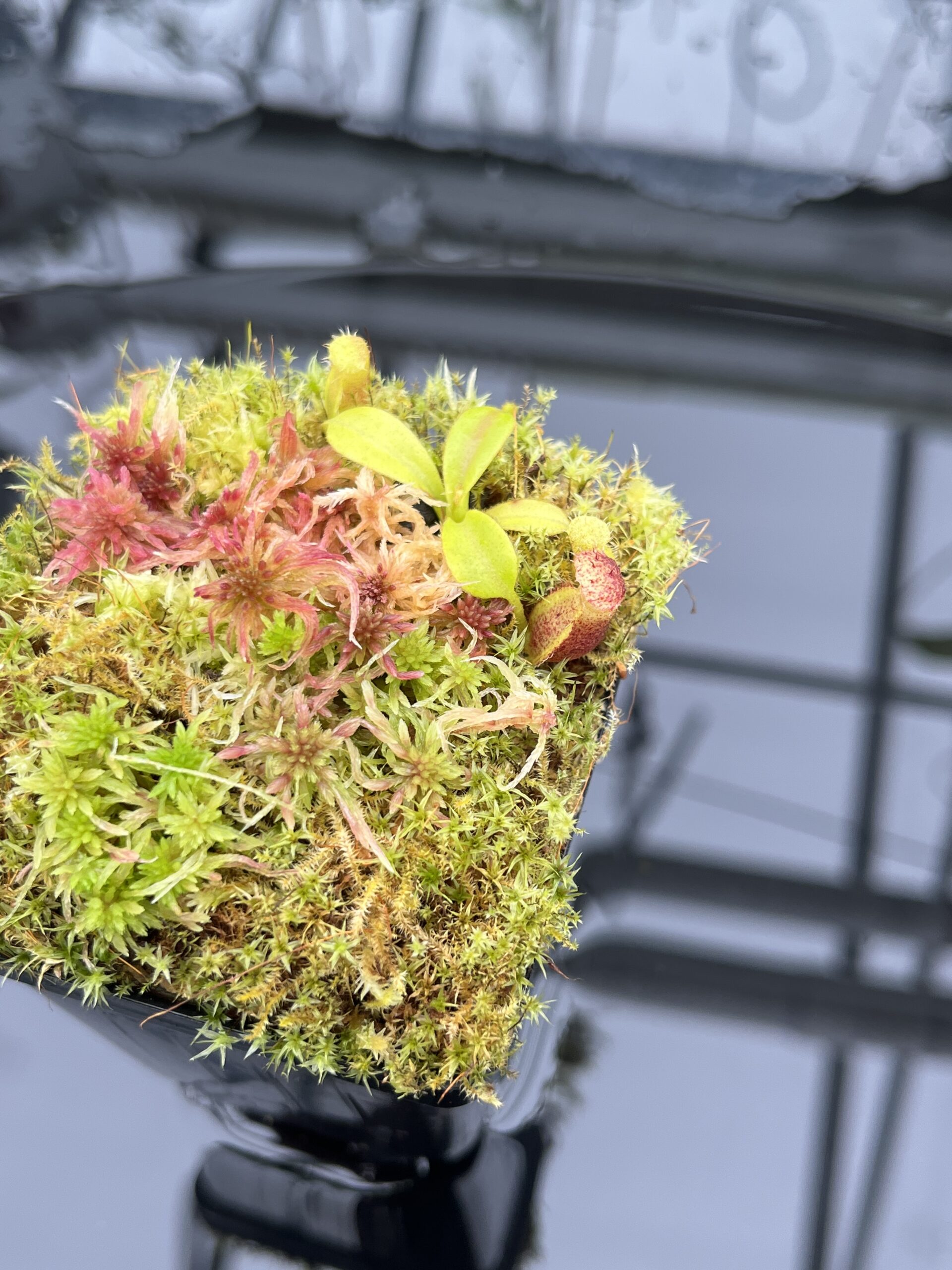 Close Up of Nepenthes xtrusmadiensis | Florae Collaborative | FC-144.01 | H25784