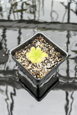 Close Up of Pinguicula colimensis x cyclosecta | Best Carnivorous Plants | BCP-1208 | IN25803