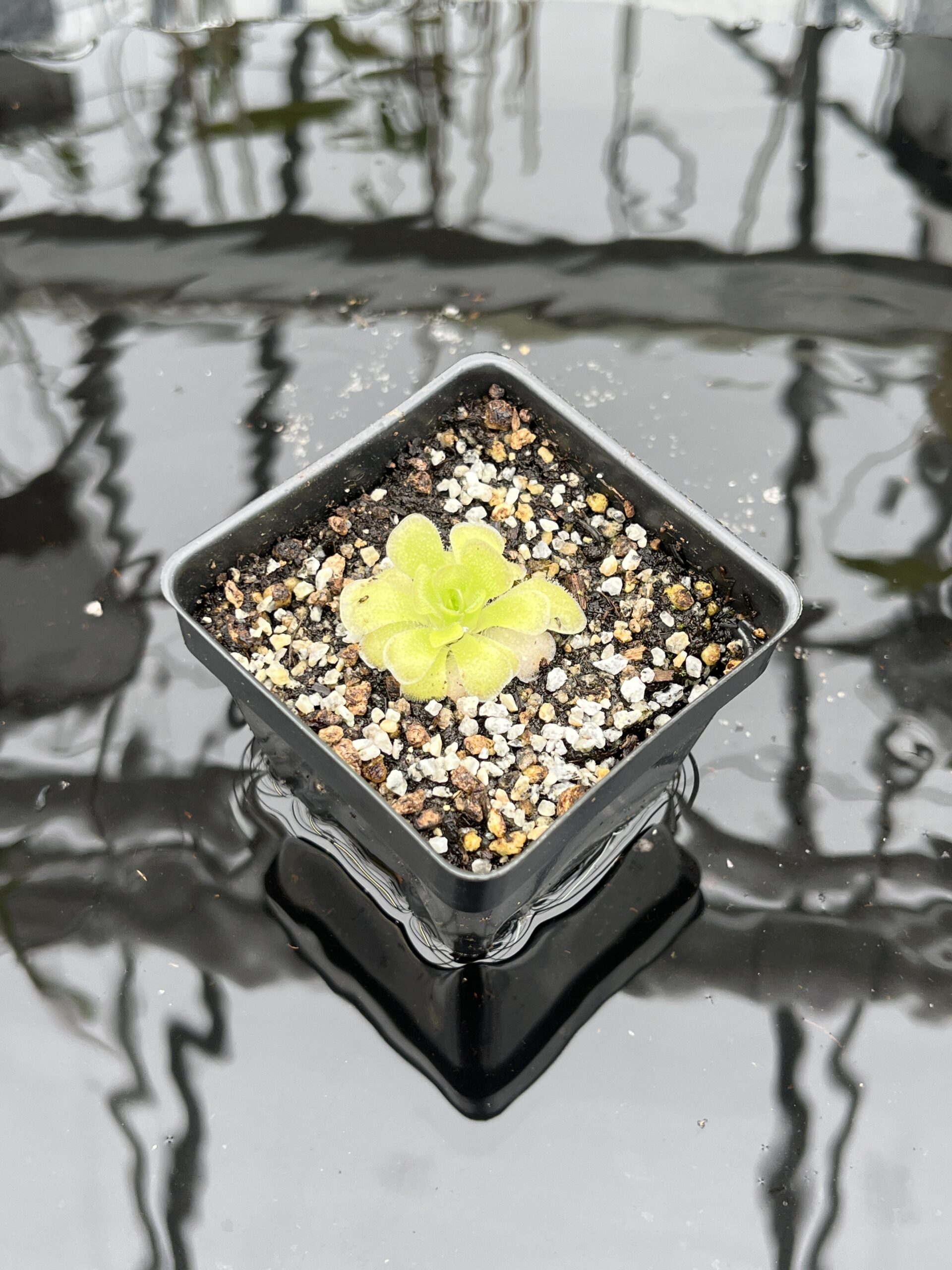 Close Up of Pinguicula colimensis x cyclosecta | Best Carnivorous Plants | BCP-1208 | IN25803