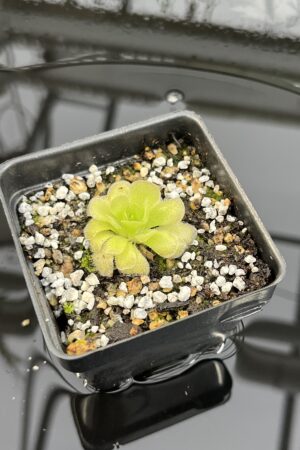 Close Up of Pinguicula colimensis x cyclosecta | Best Carnivorous Plants | BCP-1208 | IN25892
