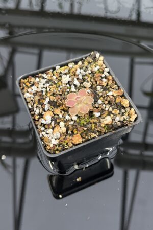 Close Up of Pinguicula cv. Florian {P. jaumavensis x debbertiana} | Best Carnivorous Plants | BCP-1398 | IN25890