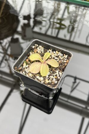Close Up of Pinguicula emarginata {red coloured and big rosette} | Best Carnivorous Plants | BCP-1286 | IN25898