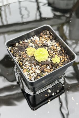 Close Up of Pinguicula esseriana {light pink flw, Giant} | Best Carnivorous Plants | BCP-1356 | IN25802