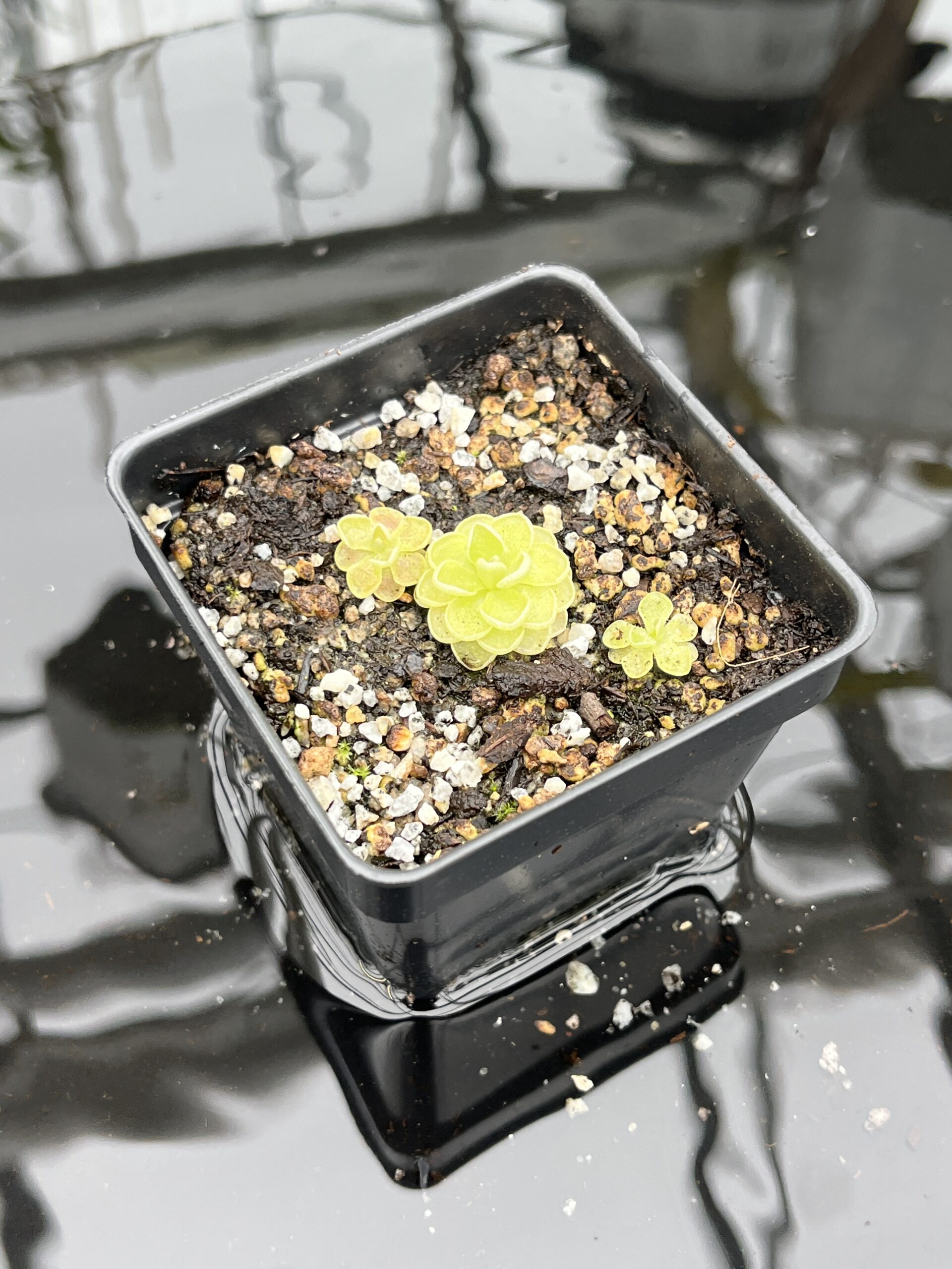 Close Up of Pinguicula esseriana {light pink flw, Giant} | Best Carnivorous Plants | BCP-1356 | IN25802
