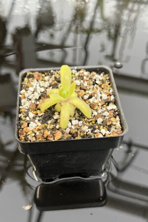 Close Up of Pinguicula gypsicola x hemiepiphytica | Best Carnivorous Plants | BCP-1803 | IN25893