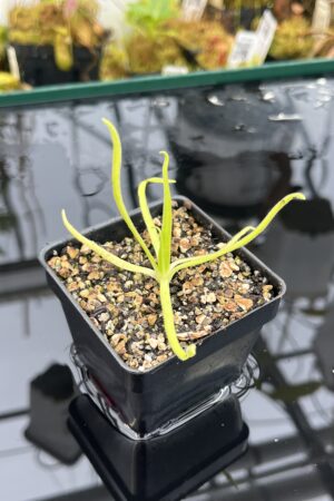 Close Up of Pinguicula moctezumae | Best Carnivorous Plants | BCP-670 | IN25899