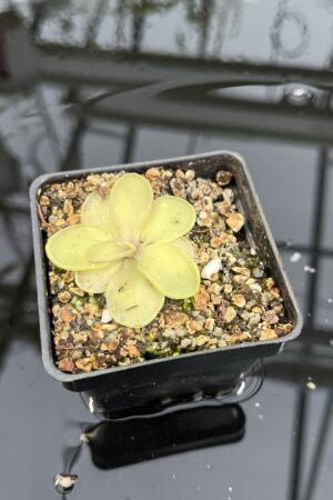 Close Up of Pinguicula pilosa x emarginata | Florae Collaborative | | IN25897