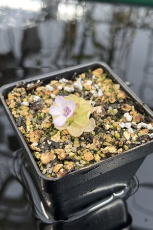 Close Up of Pinguicula rotundiflora | Best Carnivorous Plants | BCP-595 | IN25891